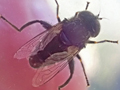 Eristalinus sepulchralis